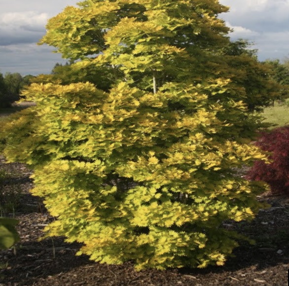 Golden Full Moon Japanese Maple 1G