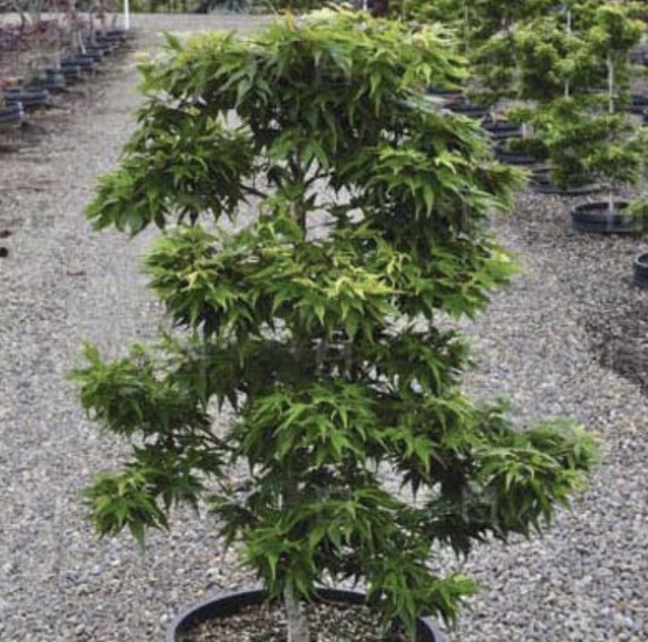 Mikawa Yatsubusa Japanese Maple 1G