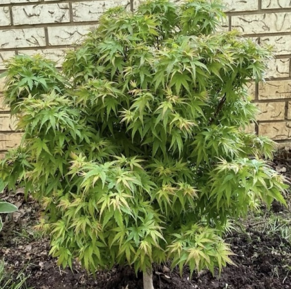 Sharp�s Pygmy Japanese Maple Std 6-7G