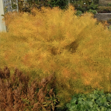 Hubbrectii Amsonia 6"