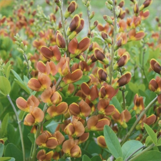 Cherries Jubilee Baptisia 2G