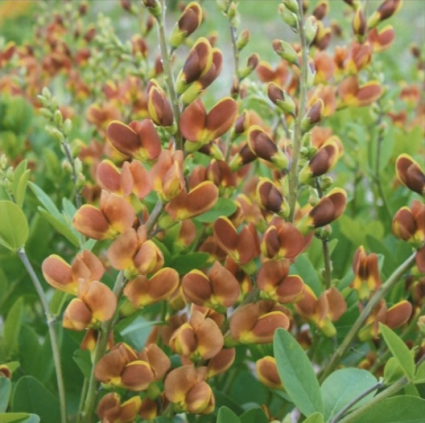 Cherries Jubilee Baptisia 2G