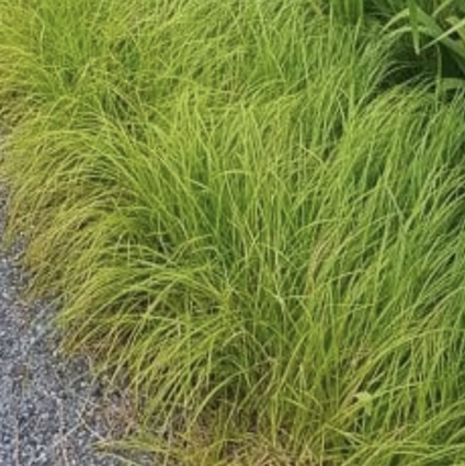 Pensylvanica Carex 1G