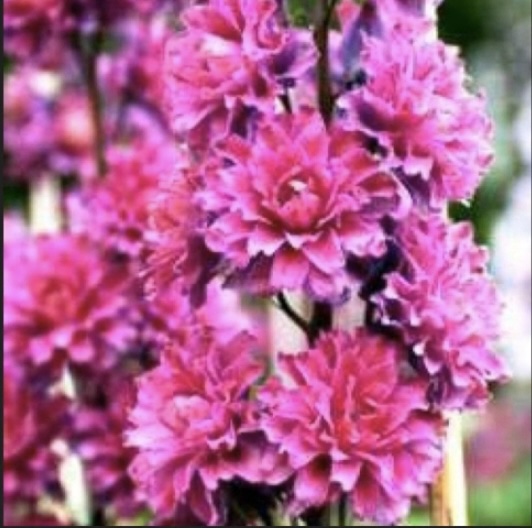 Highlander Sweet Sensation Delphinium 1G