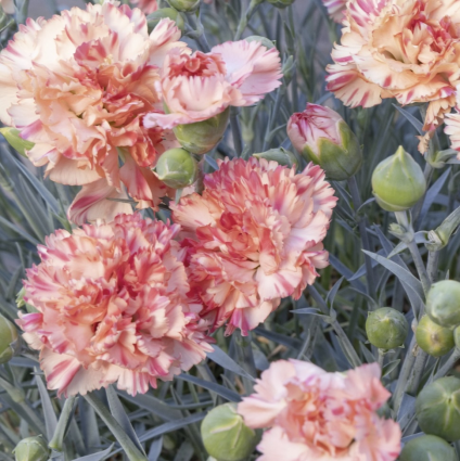 Orange Sparkler Dianthus 1G