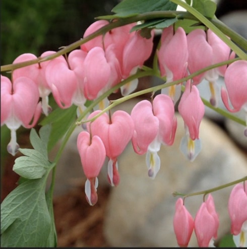 Spectabilis Pink Dicentra 2G