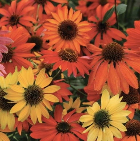 Cheyenne Spirit Echinacea 3G