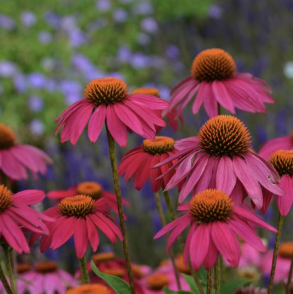 PowWow Wildberry Echinacea 3G