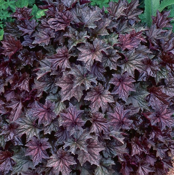 Palace Purple Coral Bells 2G