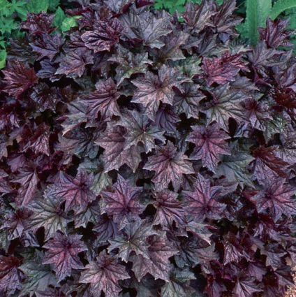 Palace Purple Coral Bells 2G