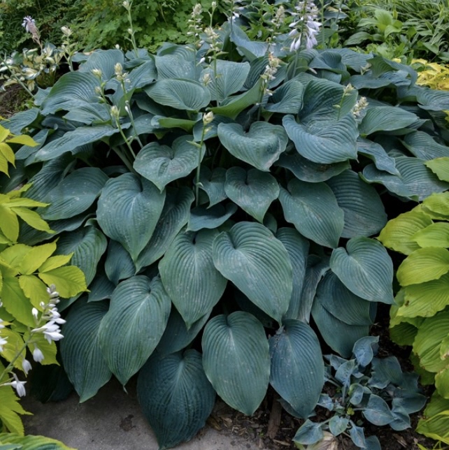 Blue Angel Hosta 3G