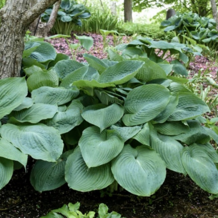Big Daddy Hosta 3G