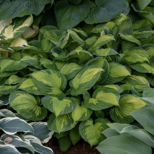 Captain Kirk Hosta 3G