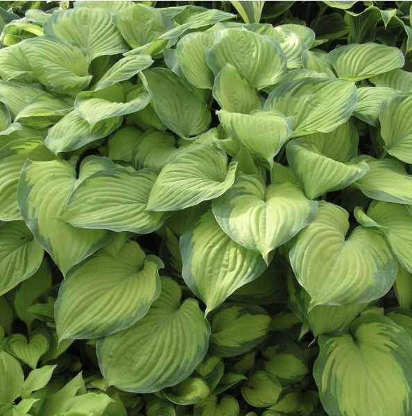 Guacamole Hosta 3G