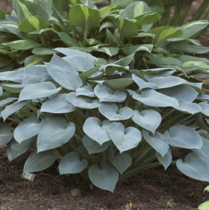Halcyon Hosta 1G