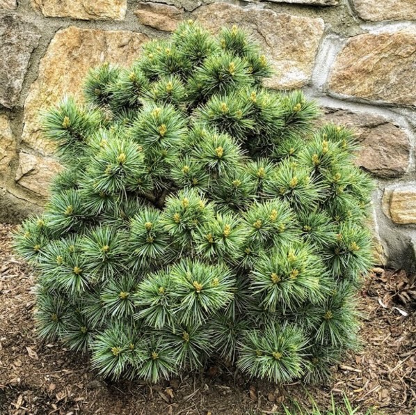 Korean Blue Ball Pine 3-5G