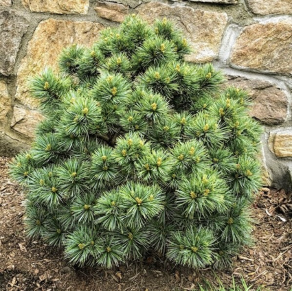 Korean Blue Ball Pine 3-5G
