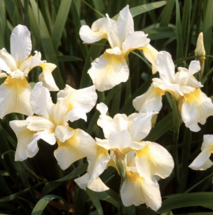 Siberian Butter and Sugar Iris