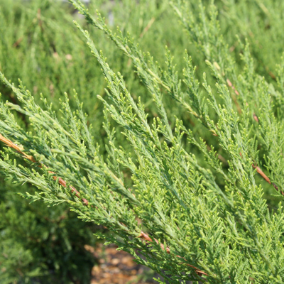 Sea Green Juniper 3-5G