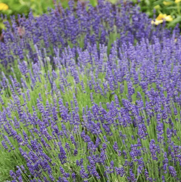 Hidcote Blue Lavender 3G