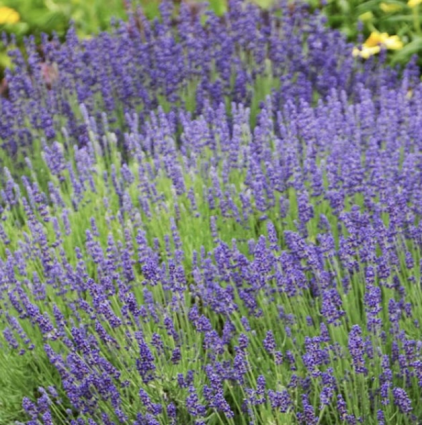 Hidcote Blue Lavender 3G