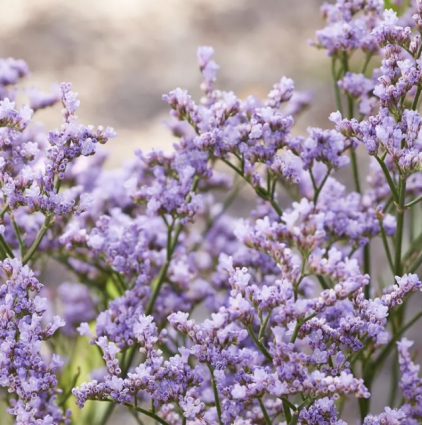 Dazzle Rocks Sea Limonium 1G
