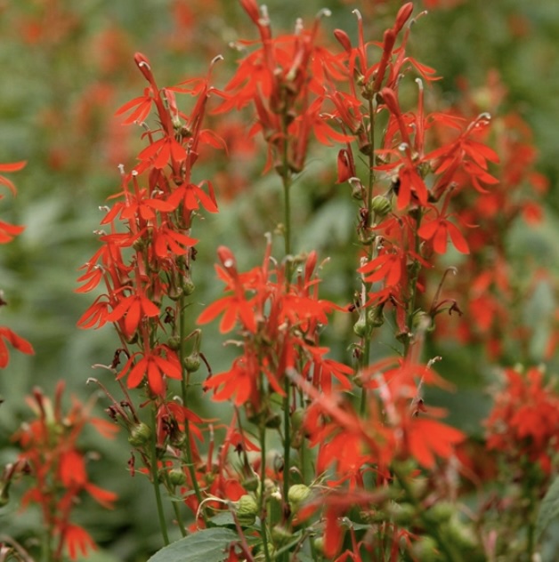 Cardinalis Lobelia 1G