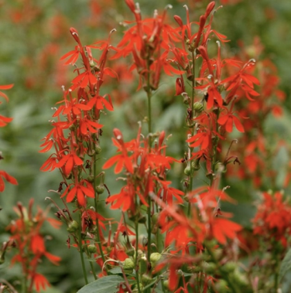 Cardinalis Lobelia 1G