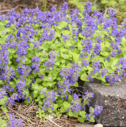 Lemon Purrfection Nepeta 1G