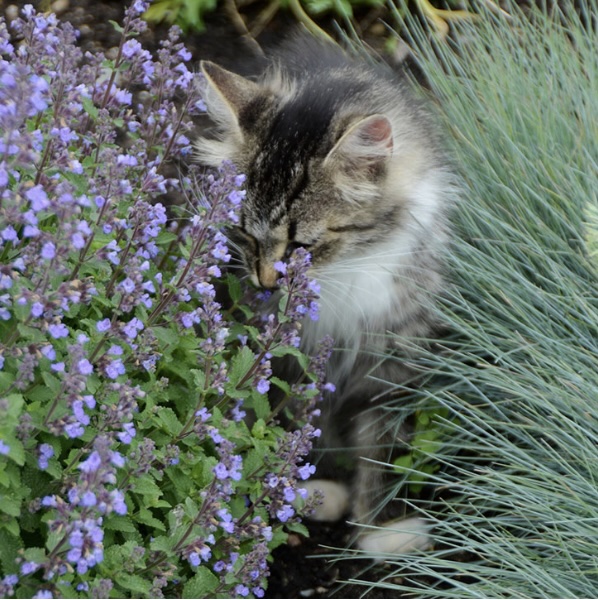 Purrsian Blue Nepeta 3G