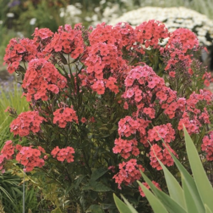 Red Riding Hood Tall Phlox 2G