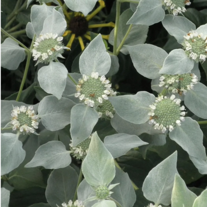 Muticum Pycnanthemum 1G
