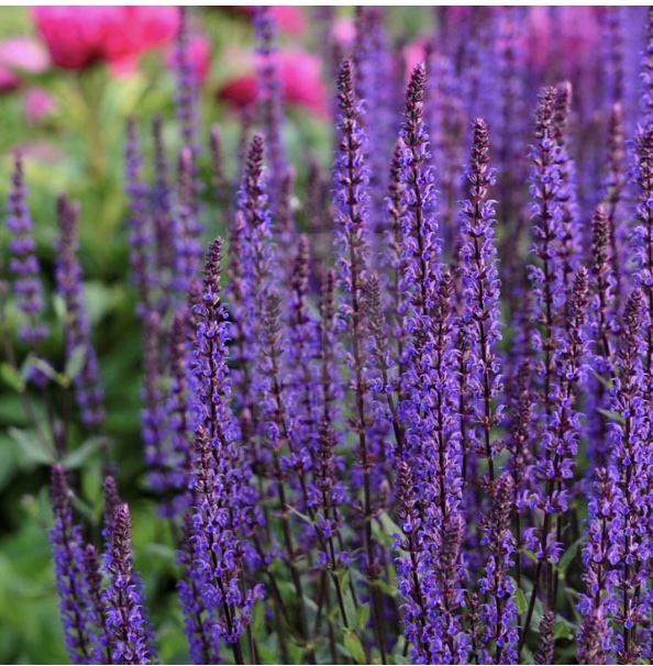 Caradonna Salvia 3G