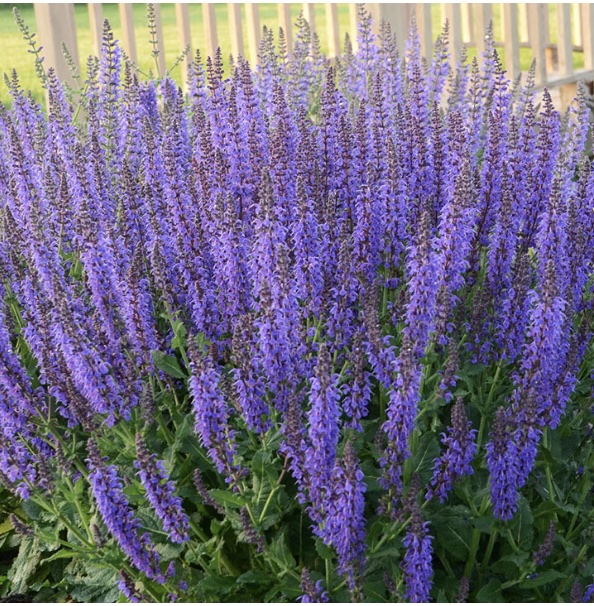 May Night Salvia 3G