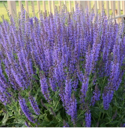 May Night Salvia 3G