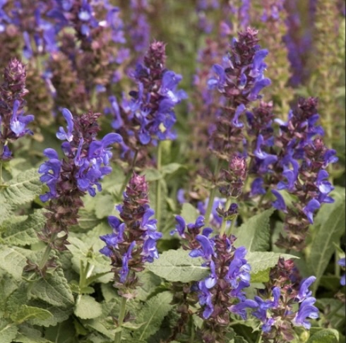 Blue Marvel Salvia 3G