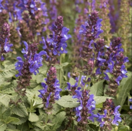 Blue Marvel Salvia 3G