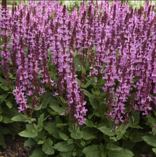 Rose Marvel Salvia 3G