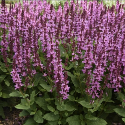 Rose Marvel Salvia 3G