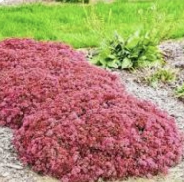 Popstar Sedum 1G