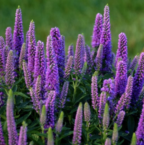 Purple Illusion Veronica 2G
