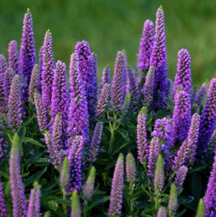 Purple Illusion Veronica 2G