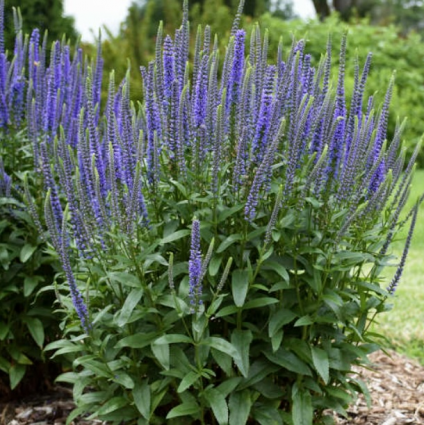 Vernique Blue Veronica 2G