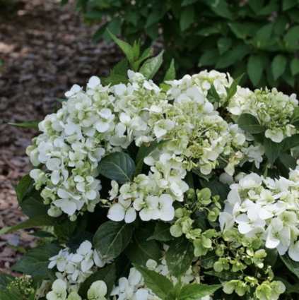 Fairytrail&reg; White Cascade Hydrangea 3-5G