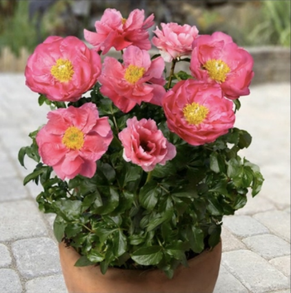 Athens Patio Peony 2G