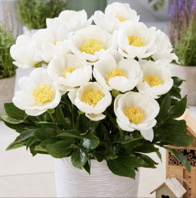 Dublin Peony 2G