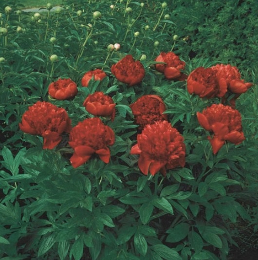 Double Red Peony 2G
