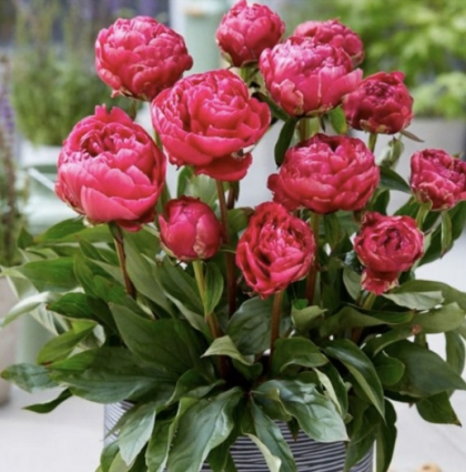 London Peony 2G