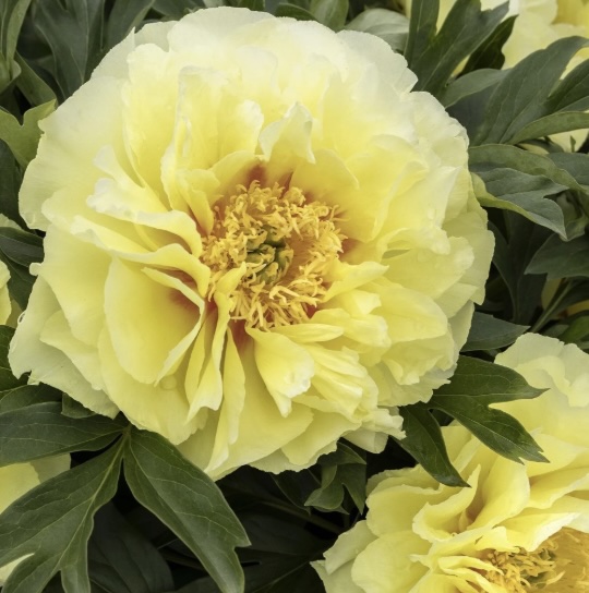 Bartzella Itoh Peony 5G