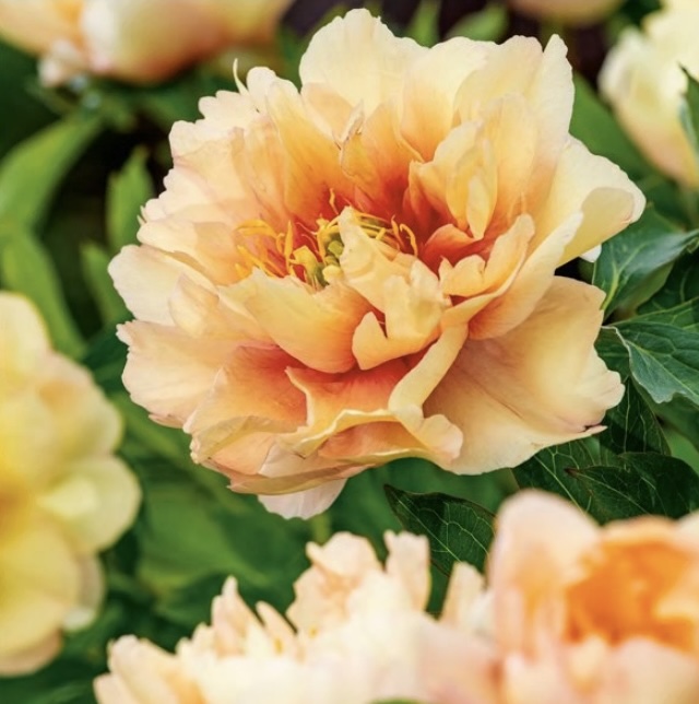 Canary Brilliants Itoh Peony 3G Premium